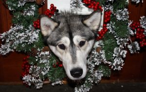 Caravanning With Dogs